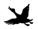 canard volant ombres chinoises theatre d`ombres silhouettes marionnettes free