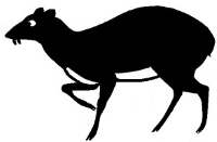 Kanchil, Kancil, Tragule, Indonésie, Conte ombres chinoises théâtre d`ombres silhouettes marionnettes free