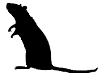 rat ombres chinoises théâtre d`ombres silhouettes marionnettes free