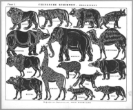 animaux sauvages planche ombres chinoises théâtre d`ombres silhouettes marionnettes free